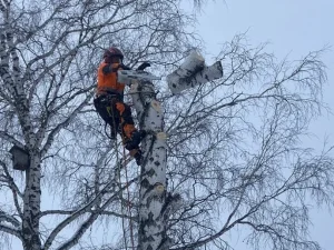 удаление деревьев в Новосибирске